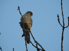 Falco tinnunculus (Turmfalke) Weibchen
